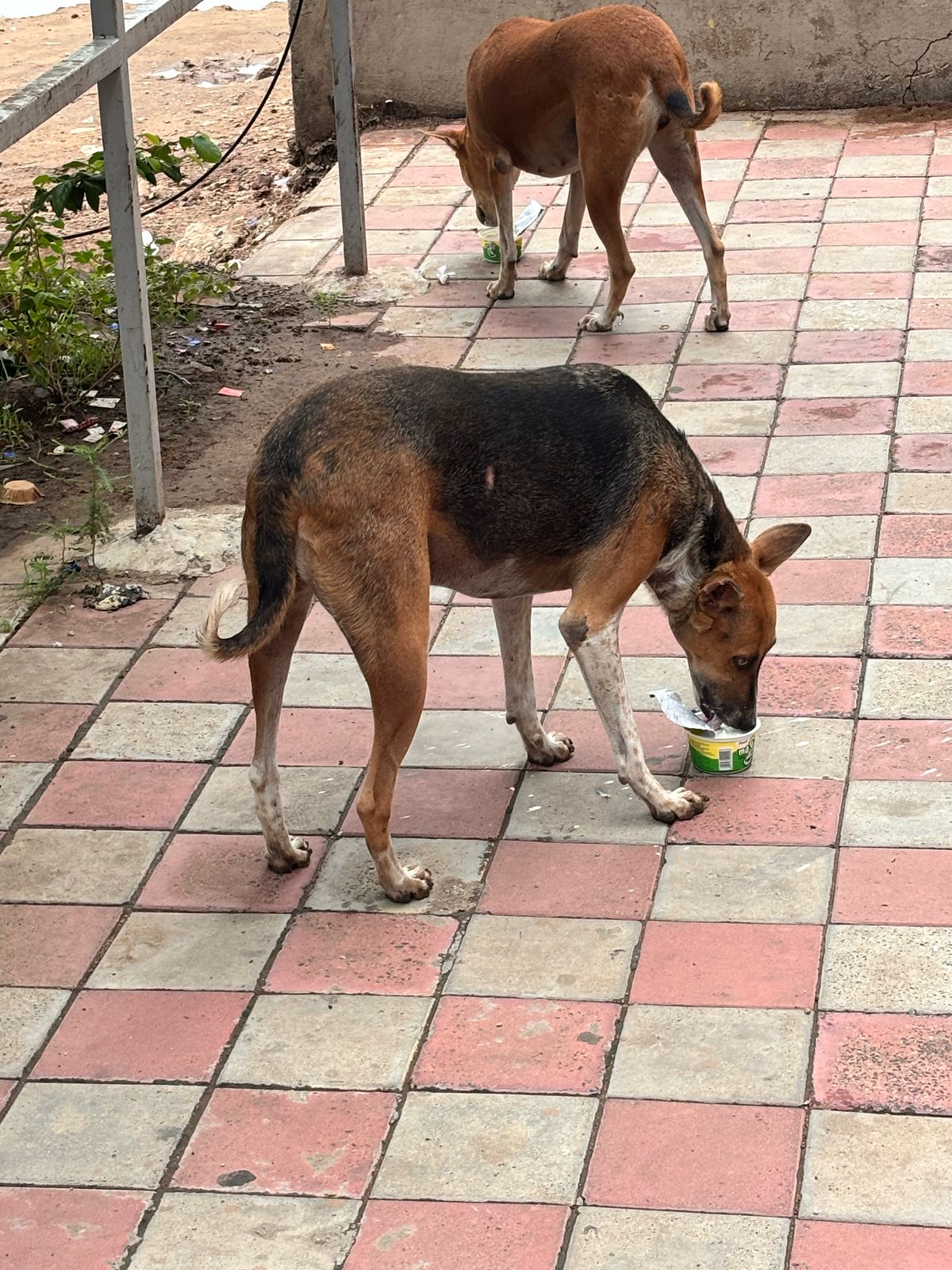 links that feed may 2025