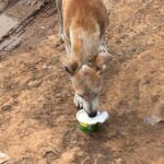 links that feed may 2025
