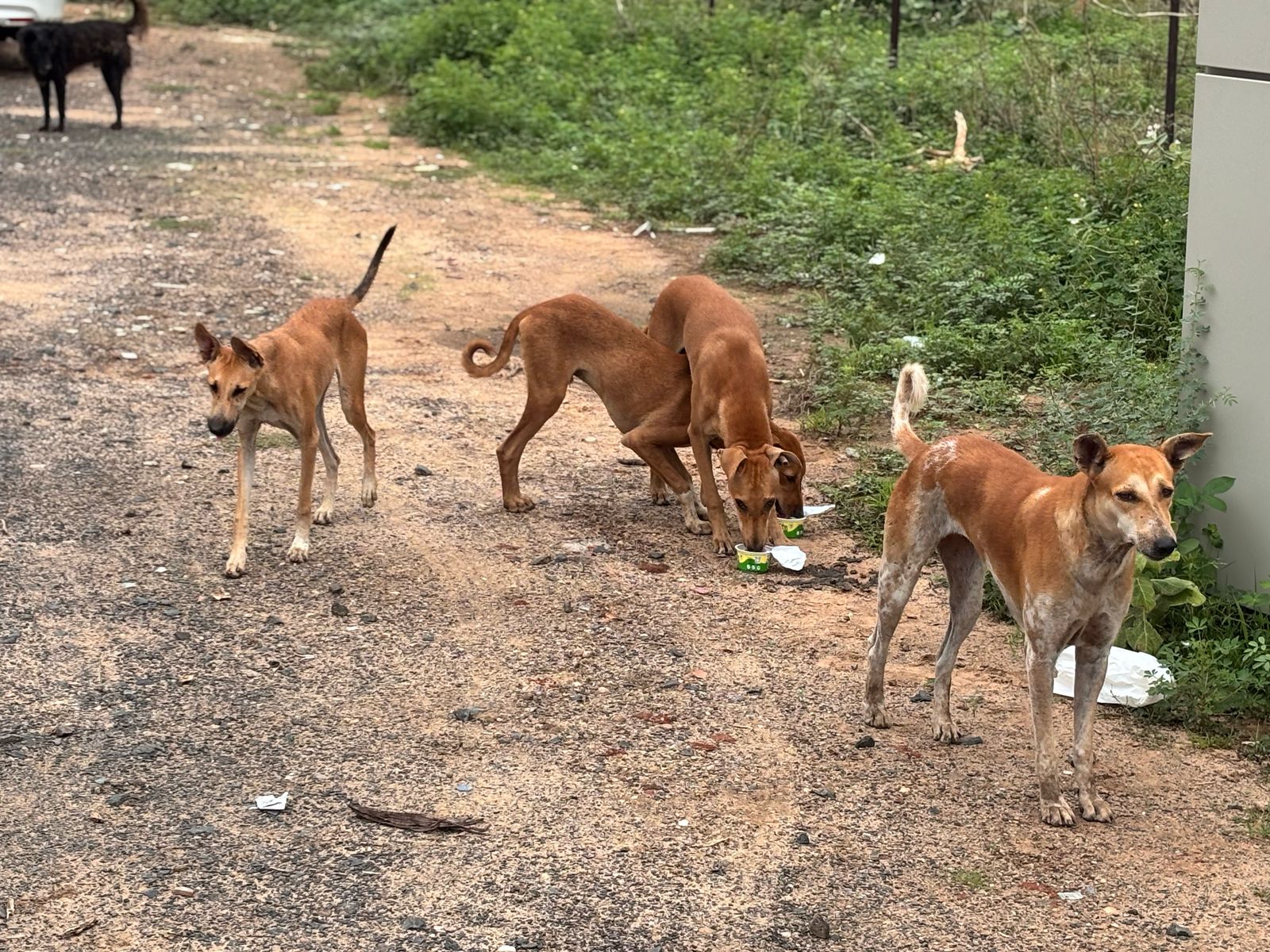 links that feed may 2025