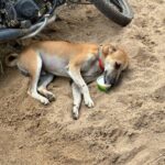 Dog enjoying curd meals during Links That Feed campaign visit.