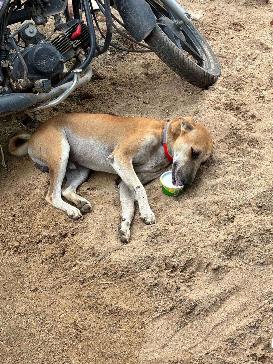 Dog enjoying curd meals during Links That Feed campaign visit.