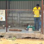 Senior dogs being cared for at MAA Animal Foundation – Links That Feed campaign.
