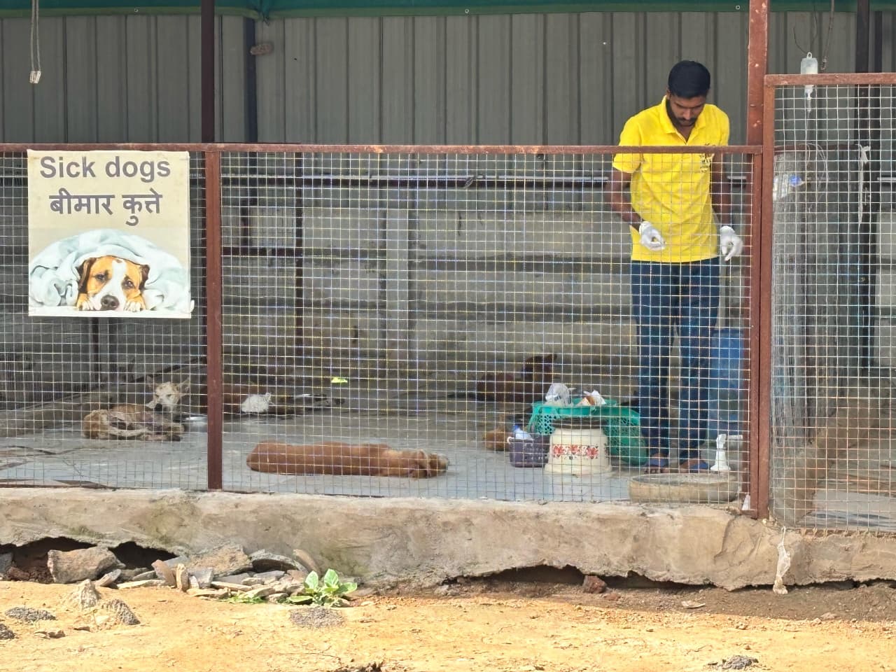 Senior dogs being cared for at MAA Animal Foundation – Links That Feed campaign.