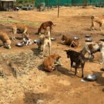 Dogs are enjoying curd meals during Links That Feed campaign visit.