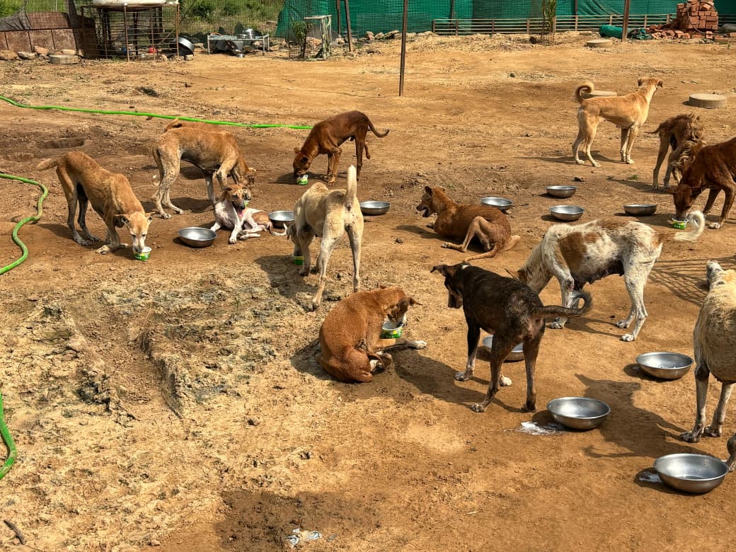 Dogs are enjoying curd meals during Links That Feed campaign visit.