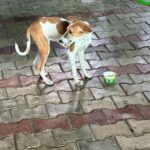 Dog enjoying curd meals during Links That Feed campaign visit.
