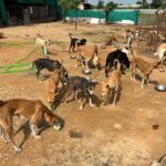 Volunteers serving curd meals to shelter dogs – Links That Feed campaign.
