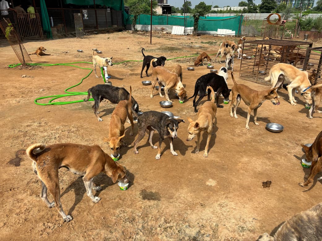 Volunteers serving curd meals to shelter dogs – Links That Feed campaign.