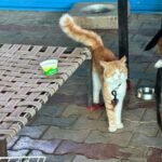 Cat relaxing after meals during Links That Feed campaign shelter visit.
