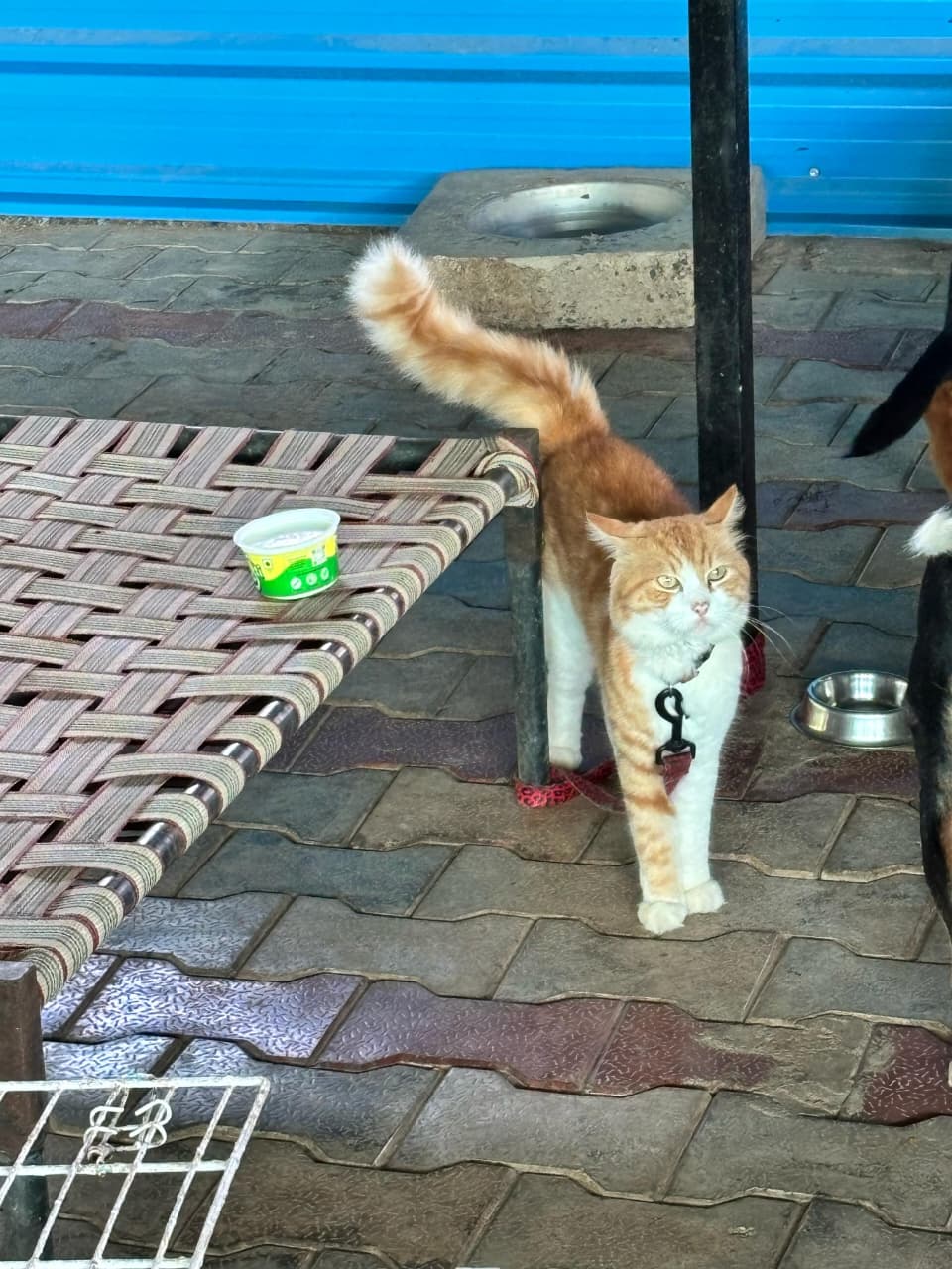 Cat relaxing after meals during Links That Feed campaign shelter visit.