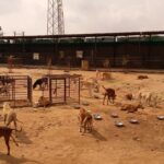 Dogs enjoying curd meals during Links That Feed campaign visit.
