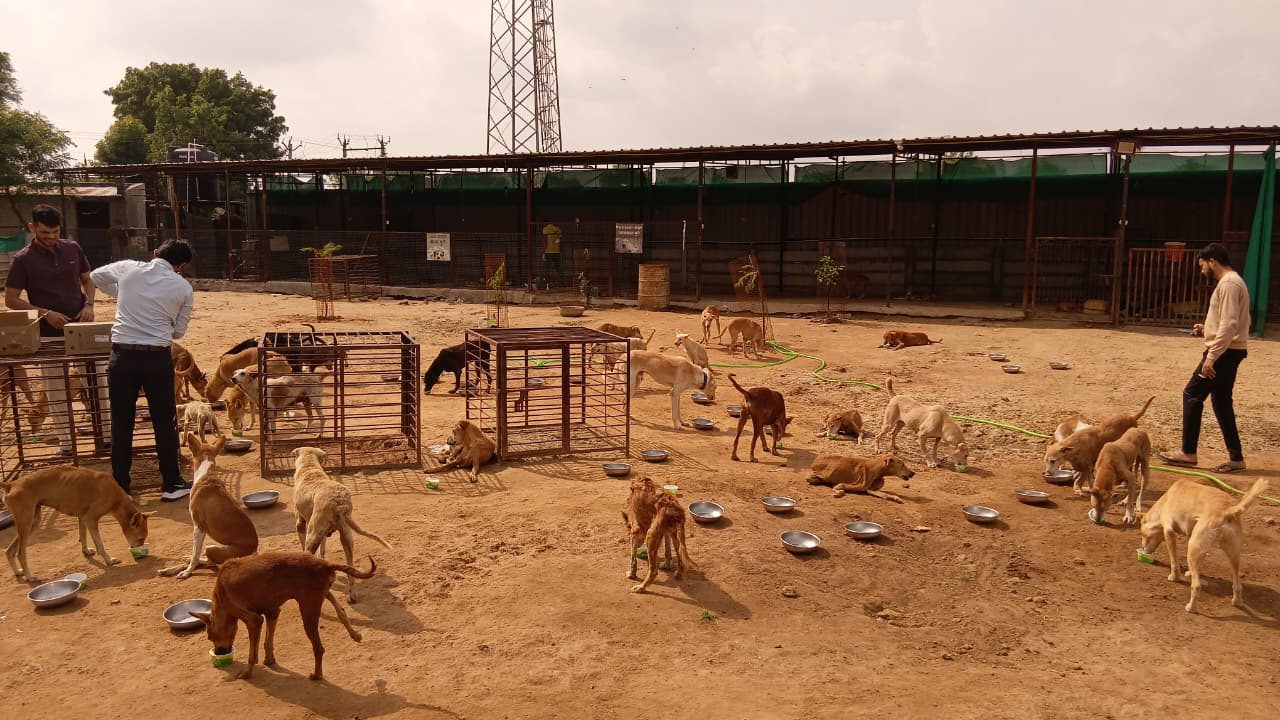 Dogs enjoying curd meals during Links That Feed campaign visit.