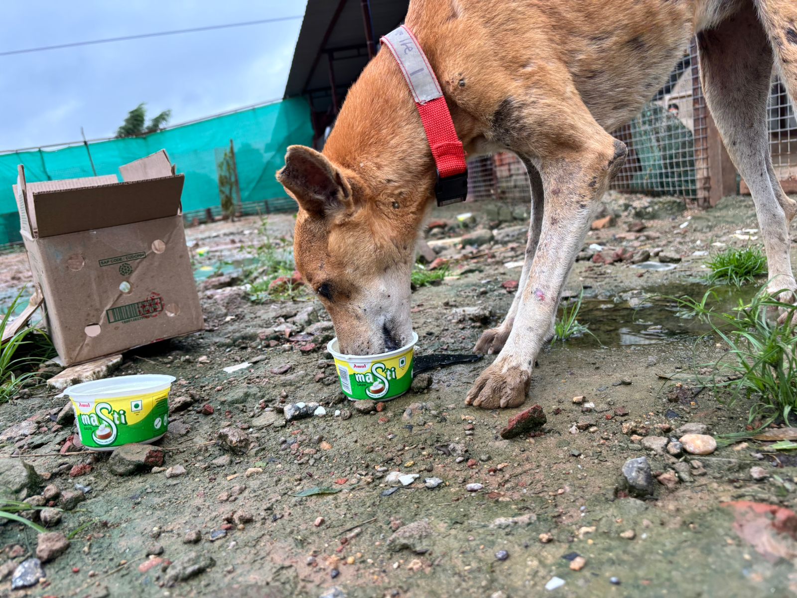 Shelter dog with red collar eating curd during the Links That Feed Campaign feeding drive in Gandhinagar.