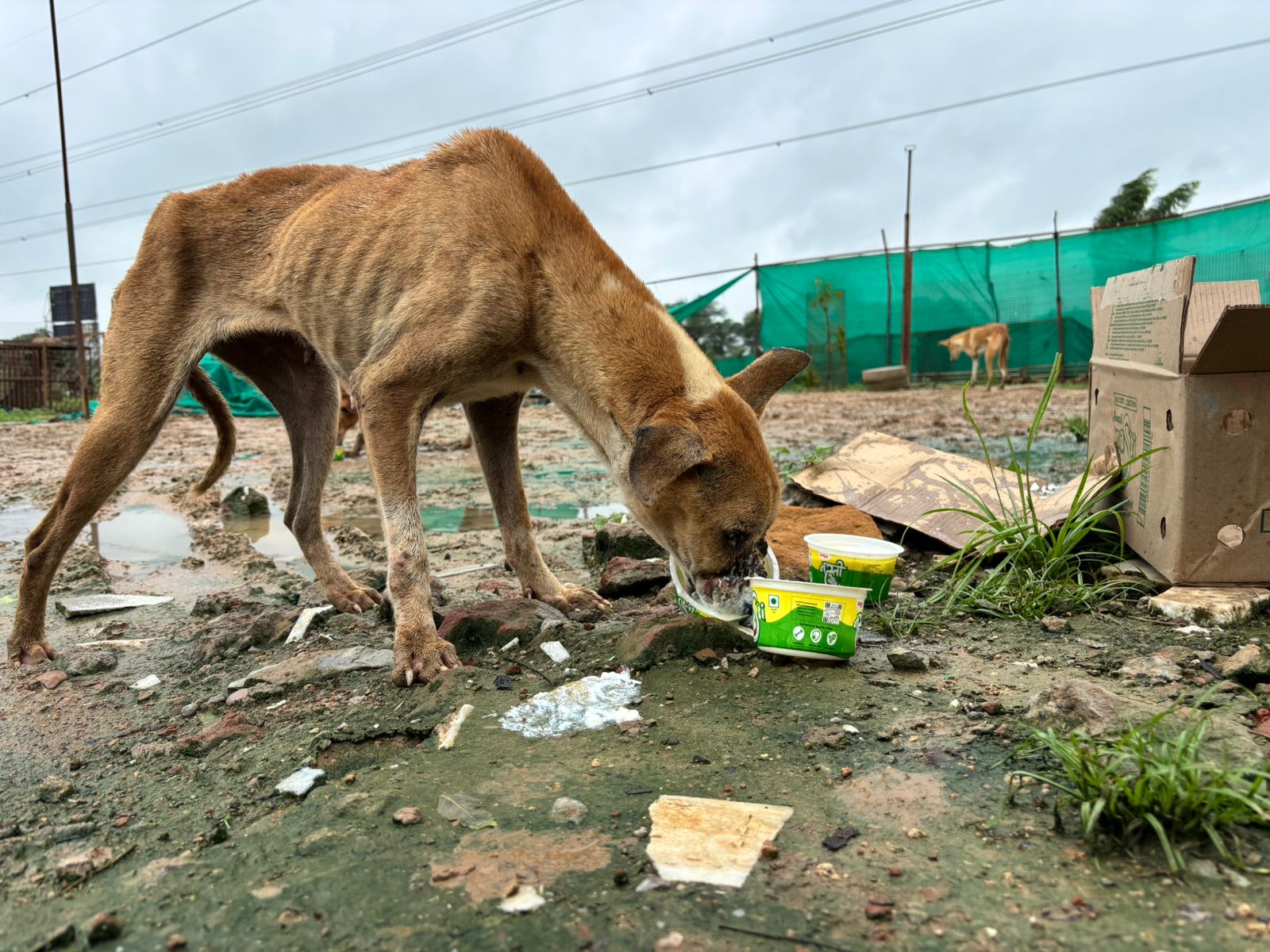Stray dog enjoying curd meal served as part of the Links That Feed Campaign at MAA Animal Foundation.
