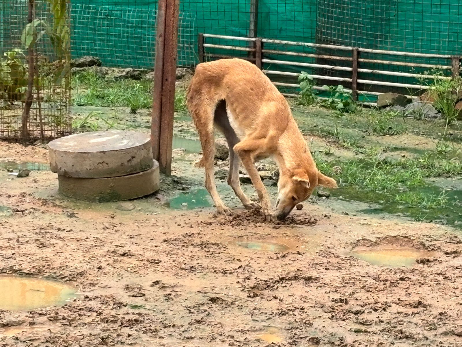 Rescued dog exploring the shelter area at MAA Animal Foundation during the Links That Feed Campaign by LinkBuilding.Company.